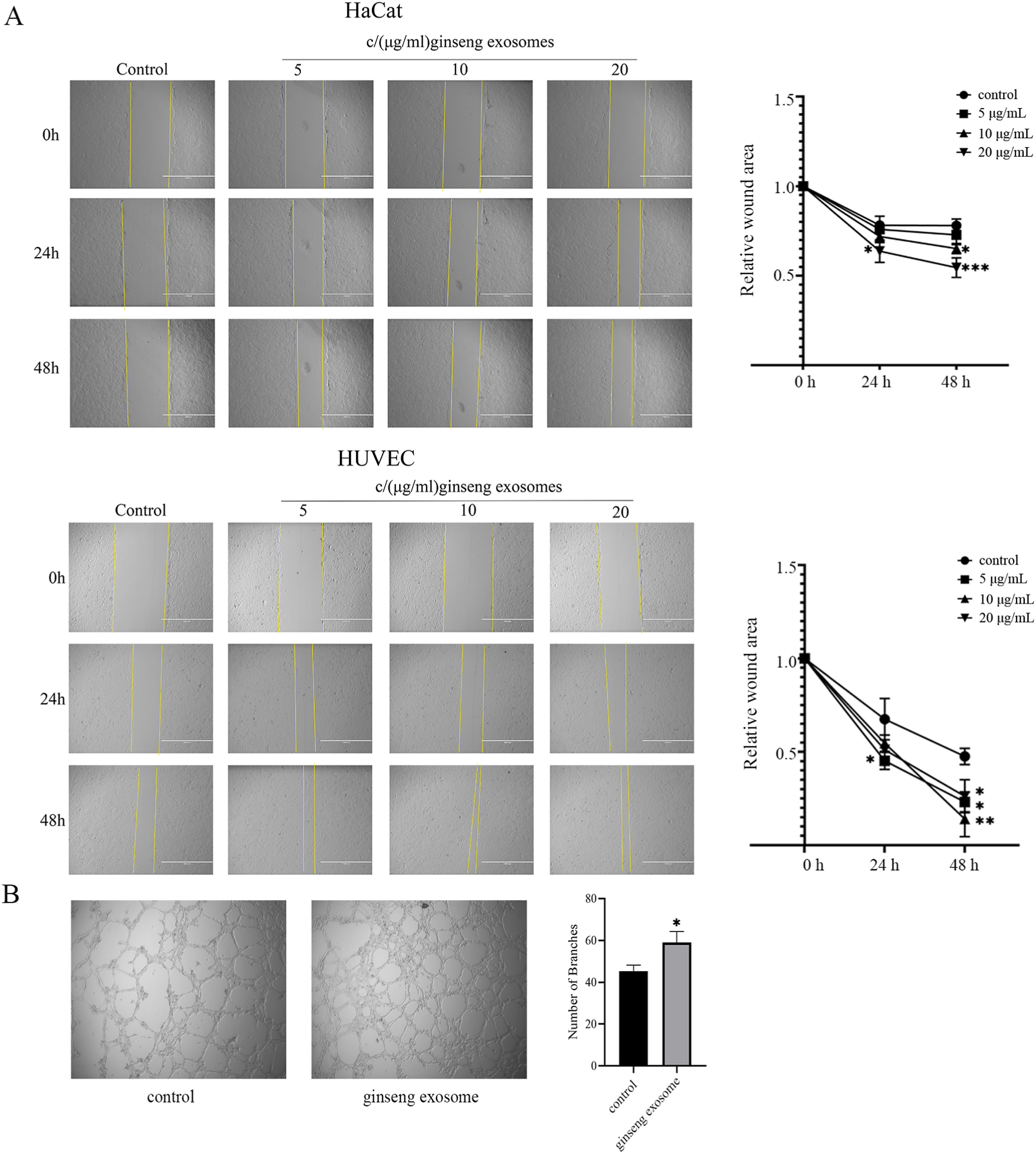 Ginseng exosomes increase wound closure in HaCaT and HUVEC cells and promote tube formation in HUVECs in a dose-dependent manner.